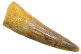 Fossil Spinosaurus Tooth - Real Dinosaur Tooth #345562-1